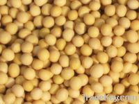 Sell High Quality soybean