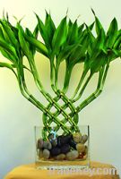 Sell Interior bamboo plants