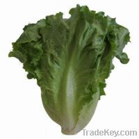 Sell Italy Lettuce