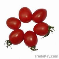 Sell  Fresh Cherry Tomato