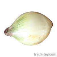 Sell Yellow Onion
