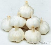 Sell Chinese White Garlic