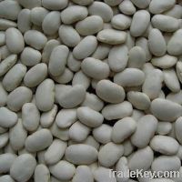 Sell Large White Kidney Beans