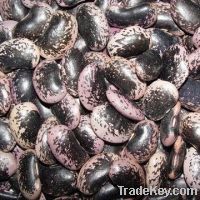 Sell Large Black Speckled Kidney Beans