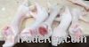 Export Chicken Paw | Chicken Feet Suppliers | Poultry Feet Exporters | Chicken Feets Traders | Processed Chicken Paw Buyers | Frozen Poultry Paw Wholesalers | Low Price Freeze Chicken Paw | Best Buy Chicken Paw | Buy Chicken Paw | Import Chicken Paw | Chi