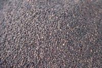 Black Pepper