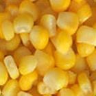 good quality yellow corn for feeds