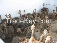 Ostrich Chicks And Ostrich Eggs For Sale
