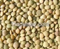 Green Lentils Available Low price .