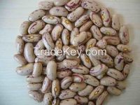 light speckled kidney bean for sale