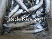 Mackerel (Scomber Scombrus)