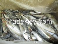 HORSE MACKEREL