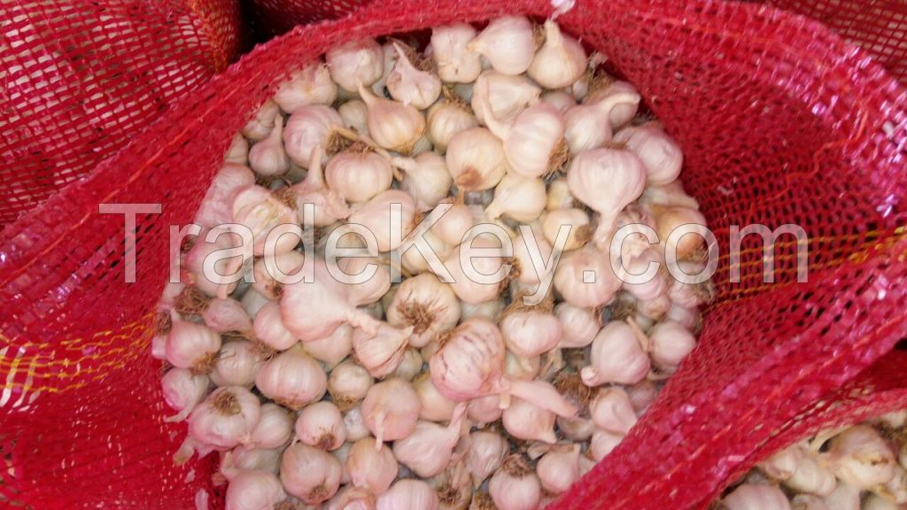 Fresh Garlic