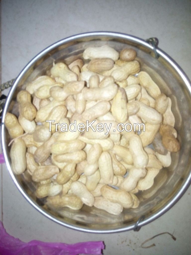 Peanut - Groundnut