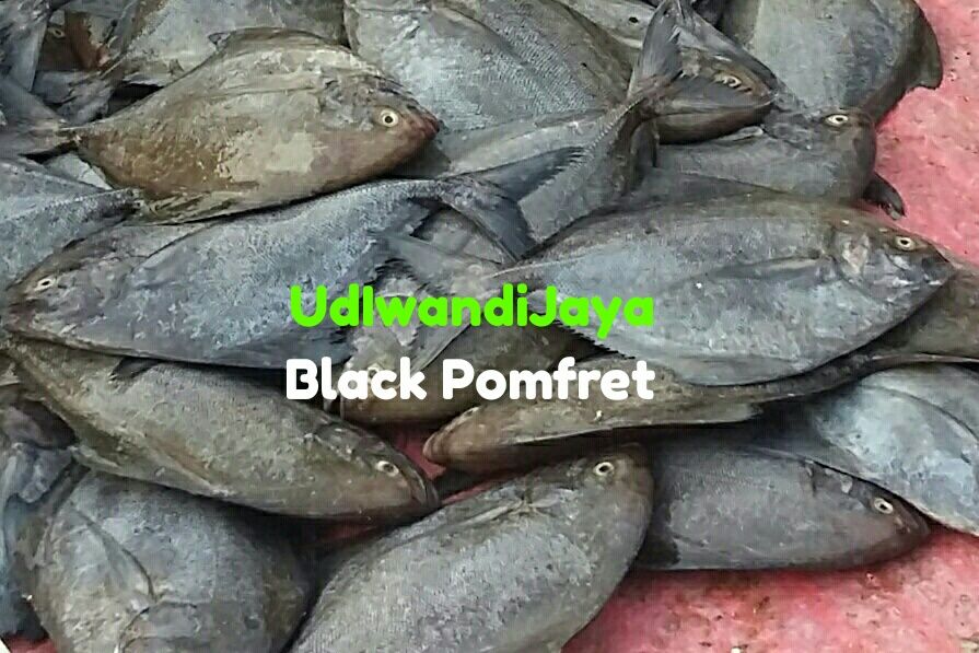 Fresh Chilled Black Pomfret