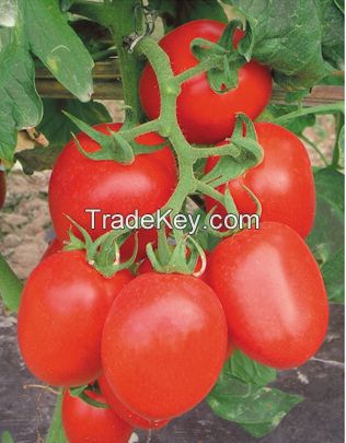 tomato seed