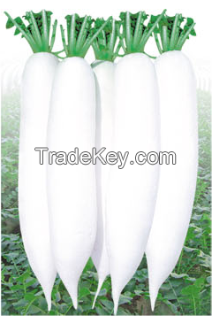 radish seed