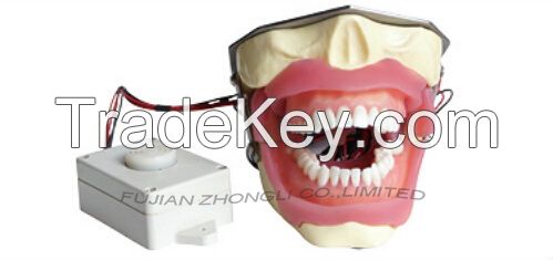 Conduction Anesthesia Model for practice extract and anesthesia