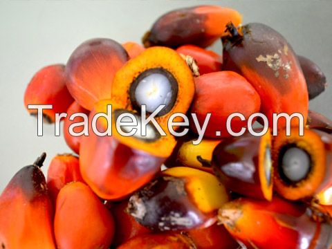 palm kernel