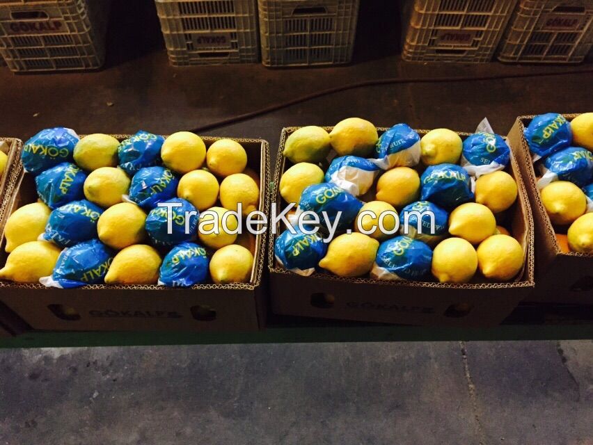 Fresh Lemon
