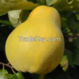 Fresh quince