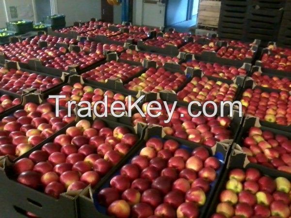 Fresh apples Gala Royal
