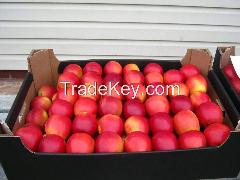 Fresh apples Gala Royal