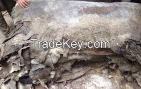 Dry and Wet Salted Donkey Hides