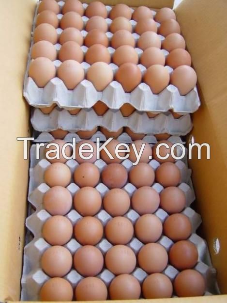 fresh table eggs