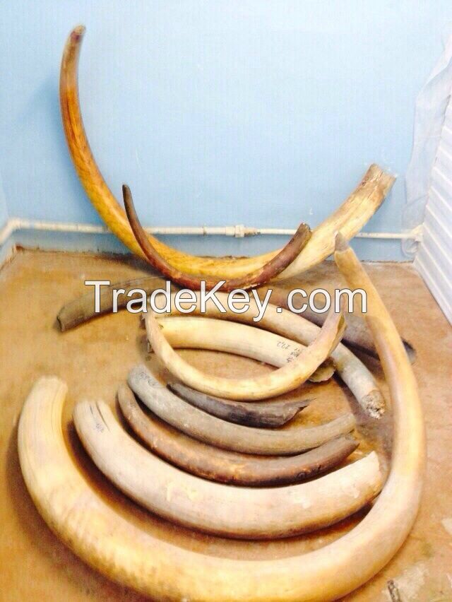 Deer horn, mamont horn, best price