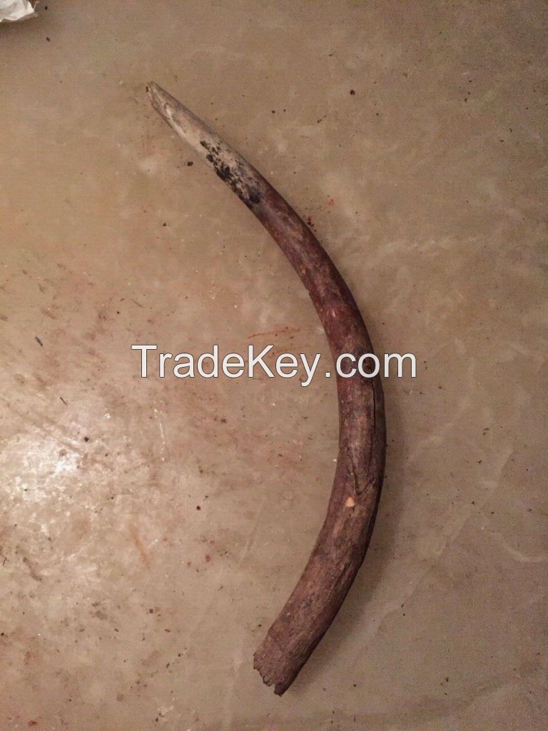 Deer horn, mamont horn, best price