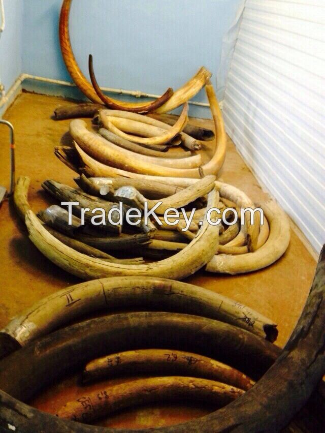 Deer horn, mamont horn, best price