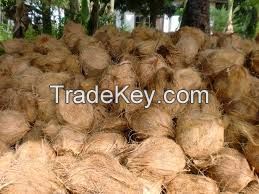 FRESH MATURED COCONUT WITH SEMI HUSKED