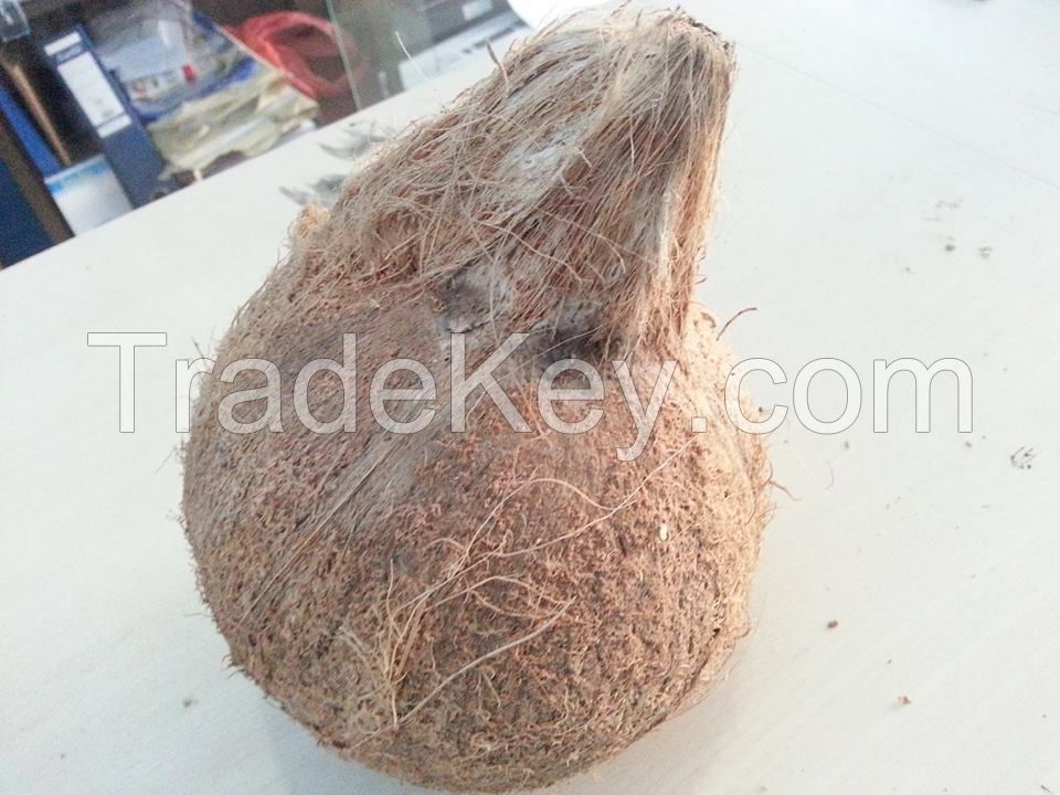 FRESH MATURED COCONUT WITH SEMI HUSKED