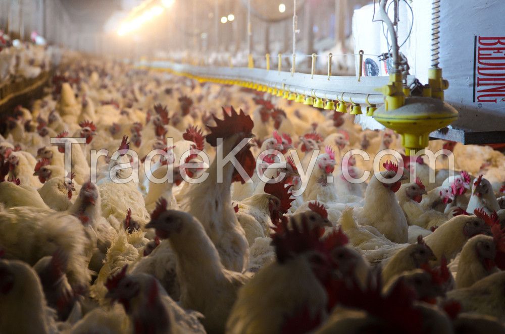 Processed Frozen Chicken Feet, Chicken Paws, Whole Chicken, Chicken Wings and Chicken Legs for Sale