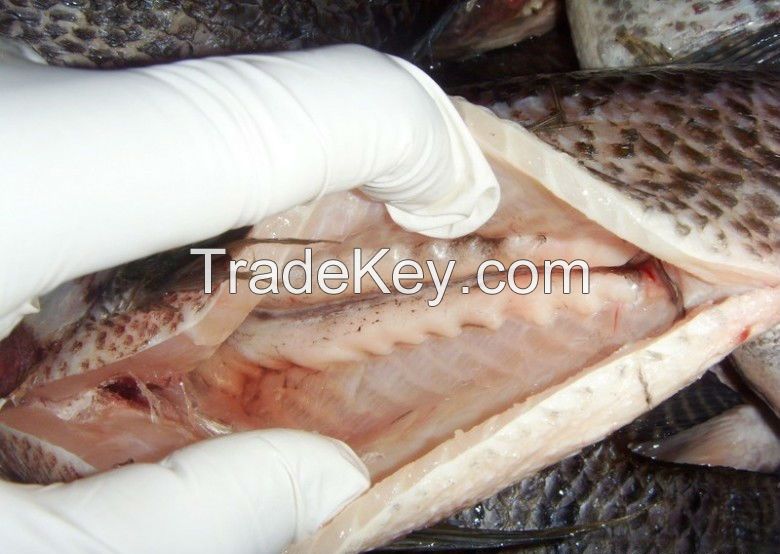 Frozen Tilapia Fish  (Delicious and High Quality) for sale