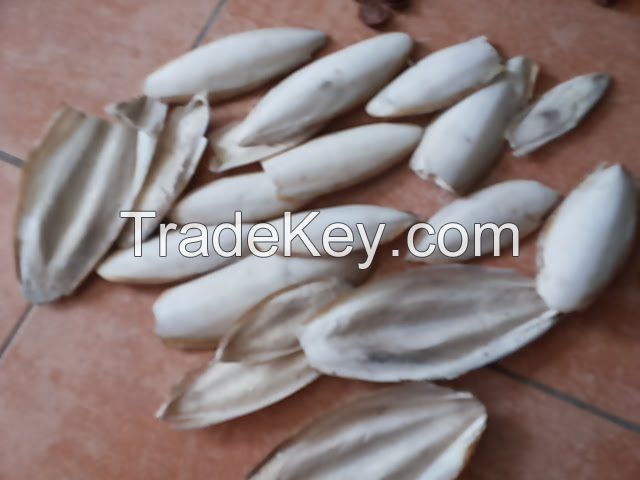 CUTTLE FISH BONE