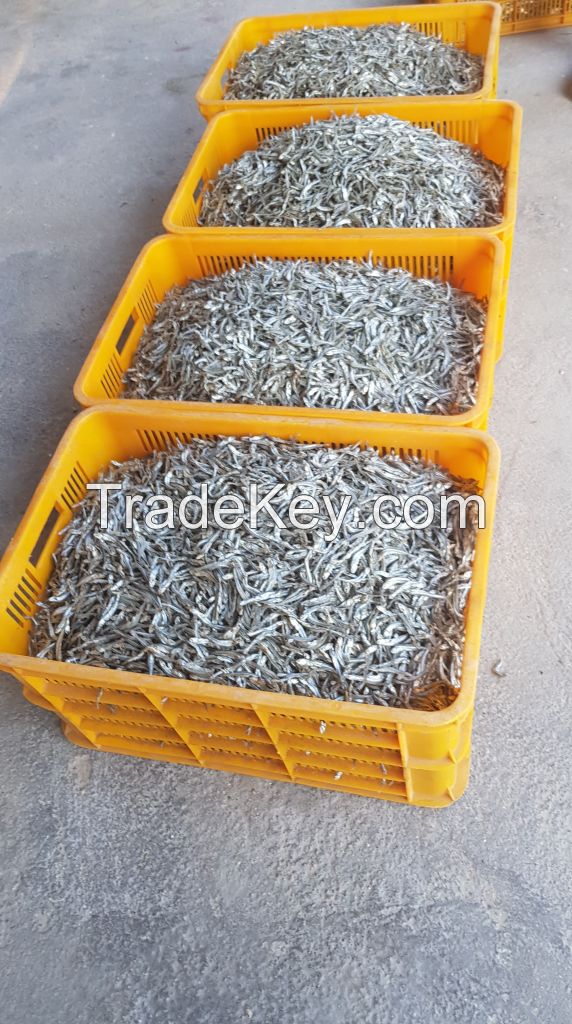 DRIED ANCHOVY FISH