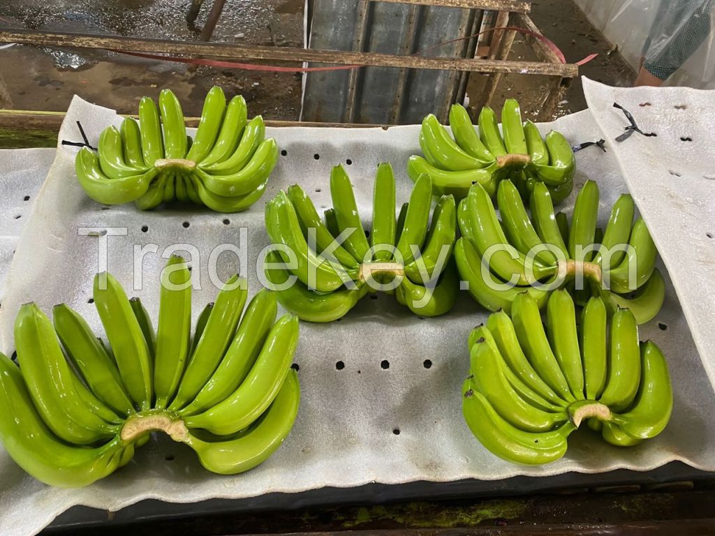 Fresh Cavendish Banana