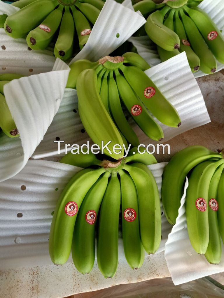 Fresh Cavendish Banana