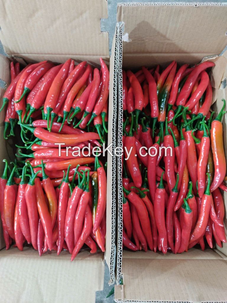 Fresh chilli peppers