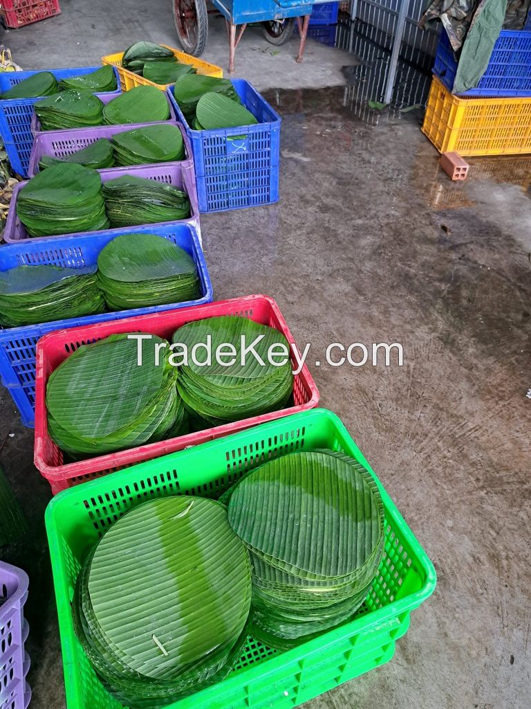 frozen banana leaves