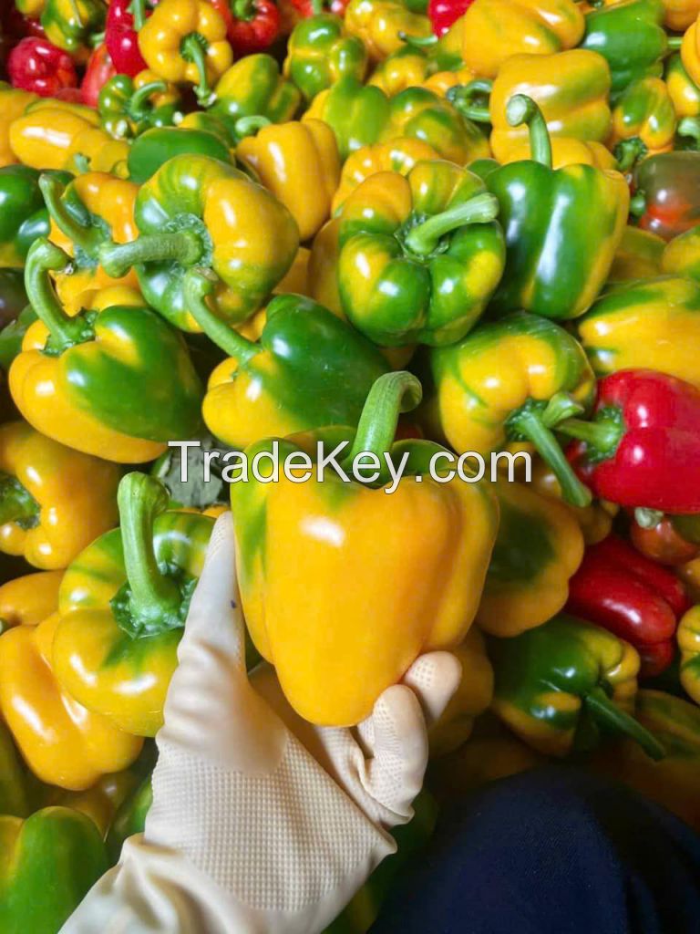 FRESH BELL PEPPER