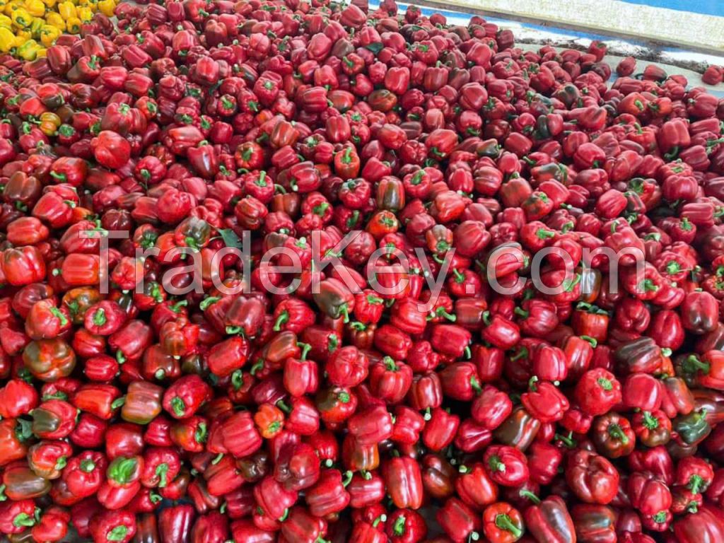 FRESH BELL PEPPER