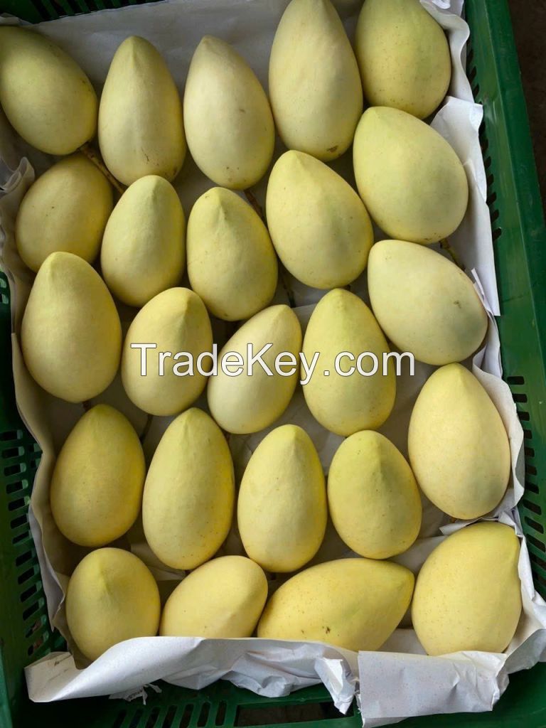 FRESH MANGOES