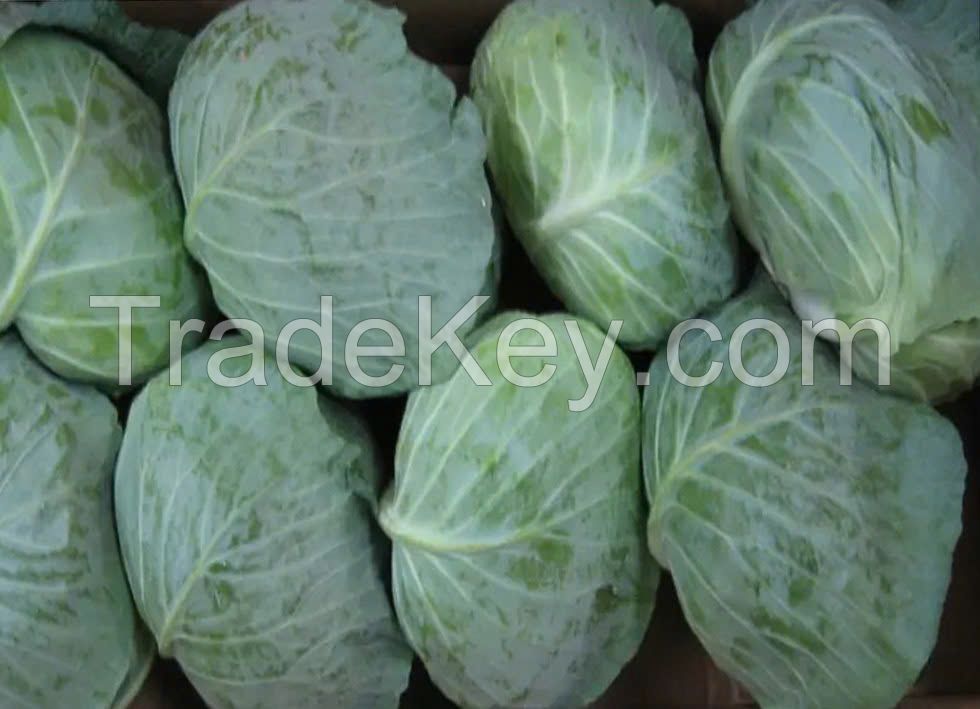 CABBAGE