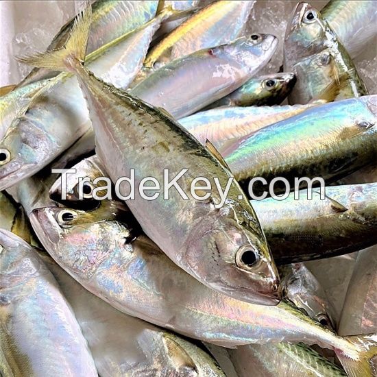 FROZEN INDIAN MACKEREL FISH