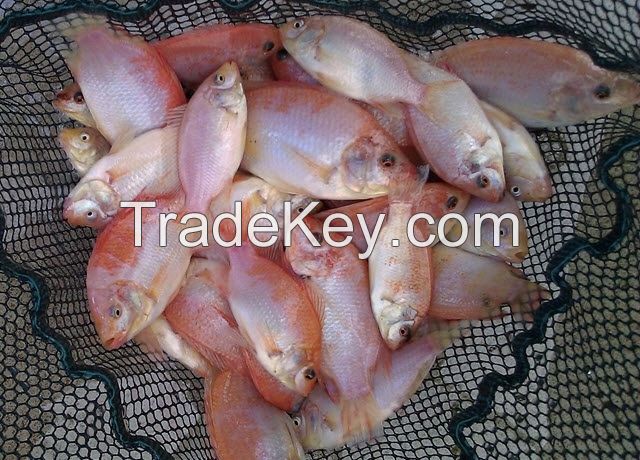 FROZEN RED TILAPIA FISH