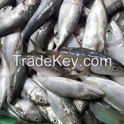 FROZEN INDIAN MACKEREL FISH