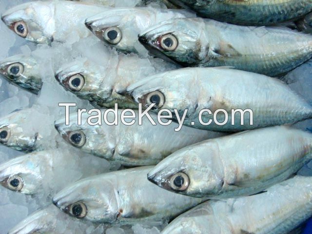 FROZEN INDIAN MACKEREL FISH